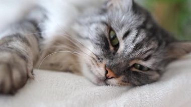 Kıvırcık tüylü gri kedi yumuşak yastıkta uyur.