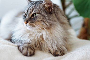 Kıvırcık tüylü gri kedi yumuşak yastıkta uyur.