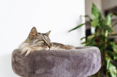Kabarık gri kedi kedi, kedi ağacı yastığının üzerinde rahatça uyur.