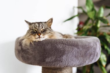 Kabarık gri kedi kedi, kedi ağacı yastığının üzerinde rahatça uyur.