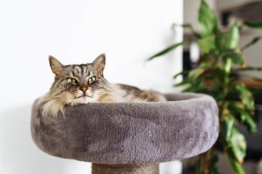 Kabarık gri kedi kedi, kedi ağacı yastığının üzerinde rahatça uyur.