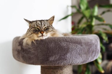Kabarık gri kedi kedi, kedi ağacı yastığının üzerinde rahatça uyur.
