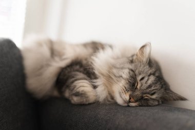 Kıvırcık tüylü gri kedi yumuşak yastıkta uyur.