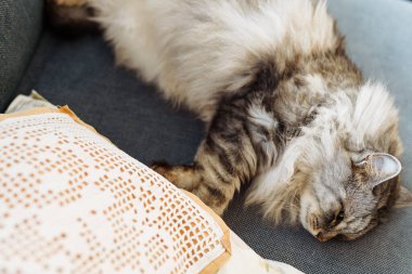 Kıvırcık tüylü gri kedi yumuşak yastıkta uyur.