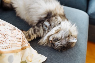 Kıvırcık tüylü gri kedi yumuşak yastıkta uyur.