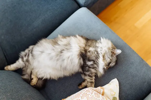 Kıvırcık tüylü gri kedi yumuşak yastıkta uyur.