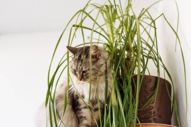 evcil kedi ev bitkisi, kedi otu, palmiye, hayvan sağlığı yer.