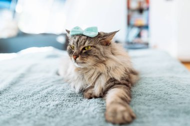 Kabarık gri evcil bir kedinin portresi, kafasında bir fiyonk, sevimli bir evcil hayvan