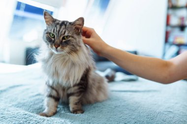 Yumuşak bir battaniyenin üzerindeki tüylü gri tekir kedi