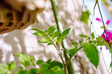 Açık bir balkonda çiçek dallı domates bahçesi.,