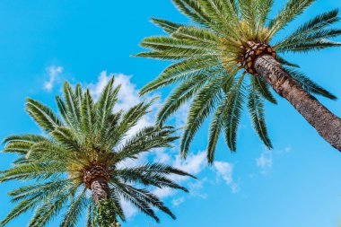 Hurma ağaçlarıyla tropik yaz arkaplanı