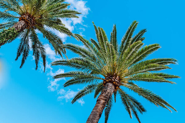 Тропический летний фон с пальмами