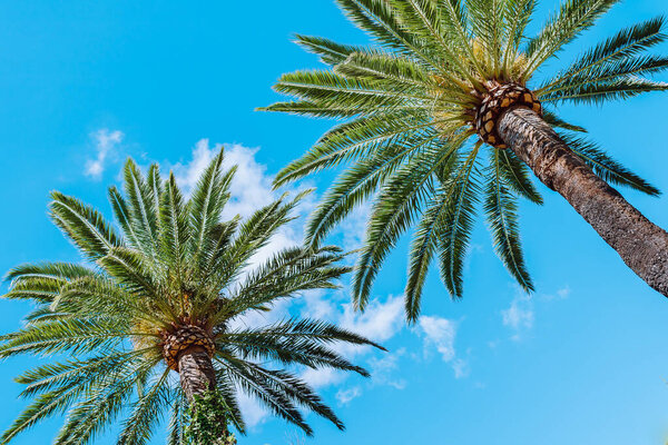 Тропический летний фон с пальмами