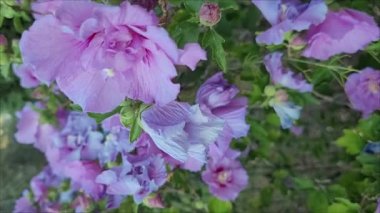Mor arka plan, parkta menekşe çiçekleri, kapalı bahçe. Bahar geldi. Dikey video