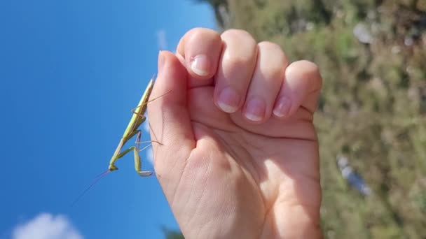 Woman Holds Her Hand Palms Large Green Praying Mantis Vertical — Stock Video