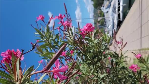 Tło Fioletowe Fioletowe Kwiaty Parku Ogród Bliska Wiosna Pionowe Wideo — Wideo stockowe