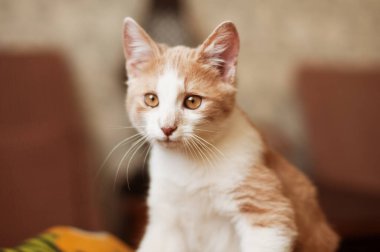 Güzel kızıl saçlı küçük kedi yavrusu, sarı gözlü kedi güneşli bir günde kanepede oturuyor. Acıyan gözler. Konjonktivit. Oynuyorum. Komik hayvanlar.. 