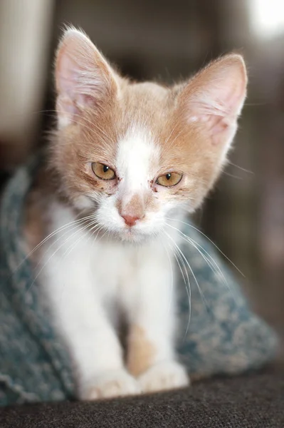 Bela Ruiva Pequeno Gatinho Gato Com Olhos Amarelos Senta Sofá — Fotografia de Stock