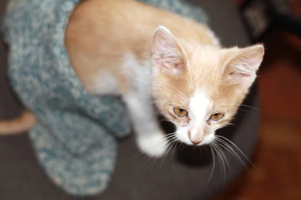 Schöne Rothaarige Kleine Kätzchen Katze Mit Gelben Augen Sitzt Auf — Stockfoto