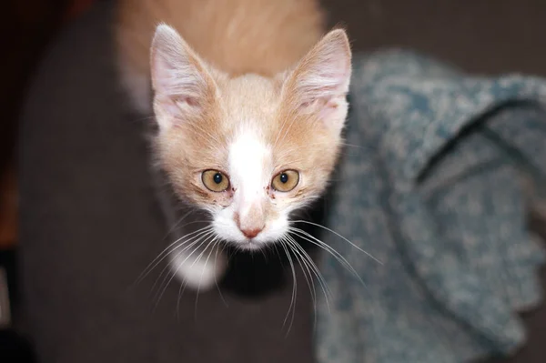 Hermosa Pelirroja Gatita Gato Con Ojos Amarillos Sienta Sofá Día —  Fotos de Stock