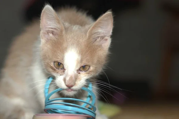 Schöne Rothaarige Kleine Kätzchen Katze Mit Gelben Augen Sitzt Auf — Stockfoto