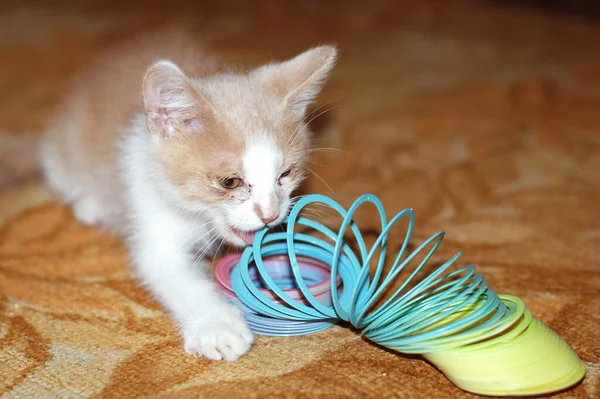 Mooie Roodharige Kleine Kitten Kat Met Gele Ogen Zit Bank — Stockfoto
