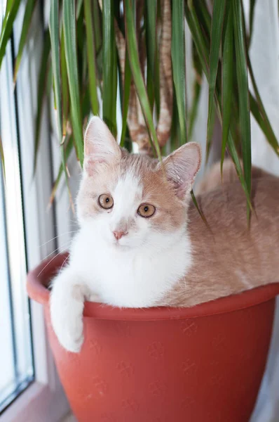 Vacker Rödhårig Liten Kattunge Katt Med Gula Ögon Sitter Soffan — Stockfoto