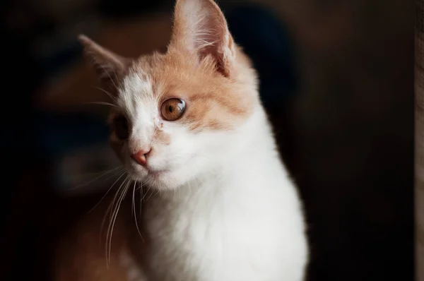 美しい赤毛の小さな子猫 黄色の目の猫は家で晴れた日にソファの上に座っています 目が痛い 結膜炎だよ 遊んで 面白い動物 — ストック写真