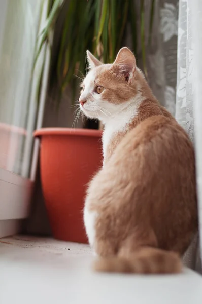 Hermosa Pelirroja Gatita Gato Con Ojos Amarillos Sienta Sofá Día — Foto de Stock