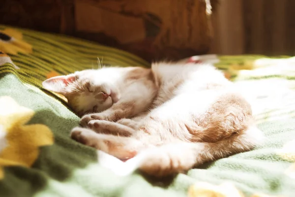 Krásné Zrzavé Koťátko Kočka Žlutýma Očima Sedí Doma Gauči Slunečného — Stock fotografie
