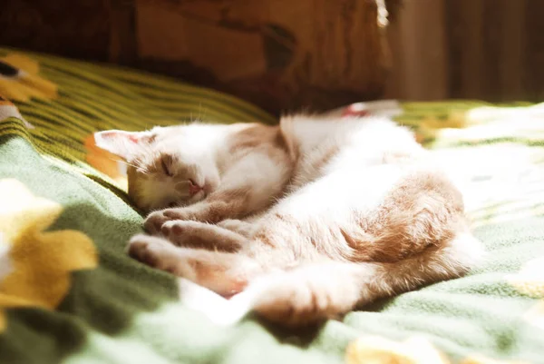 Όμορφη Κοκκινομάλλα Γατάκι Γάτα Κίτρινα Μάτια Κάθεται Στον Καναπέ Ηλιόλουστη — Φωτογραφία Αρχείου