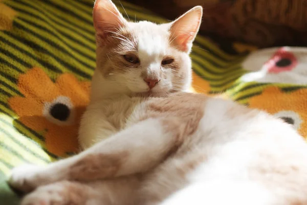 Hermosa Pelirroja Gatita Gato Con Ojos Amarillos Sienta Sofá Día — Foto de Stock