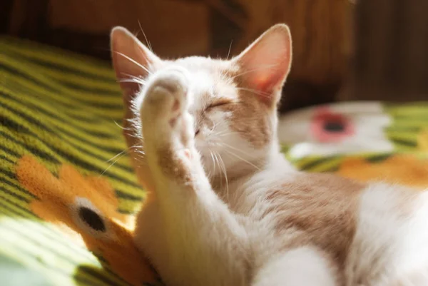 Bela Ruiva Pequeno Gatinho Gato Com Olhos Amarelos Senta Sofá — Fotografia de Stock