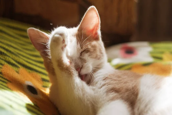 아름다운 머리의 고양이와 고양이는 소파에 찡그리고 결막염 재미있는 — 스톡 사진