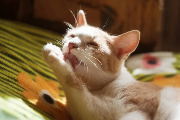 Hermosa Pelirroja Gatita Gato Con Ojos Amarillos Sienta Sofá Día —  Fotos de Stock