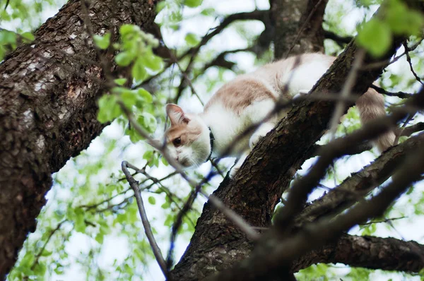 美しい赤毛の小さな子猫 黄色い目の猫は庭で晴れた日に木の枝に座っています 遊んで 面白い動物だ ペット — ストック写真