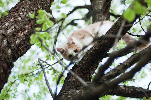 아름다운 머리의 고양이와 고양이는 의나무 가지에 재밌는 동물들 — 스톡 사진