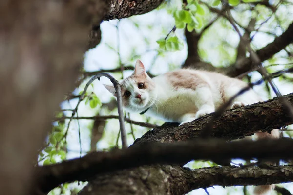 美しい赤毛の小さな子猫 黄色い目の猫は庭で晴れた日に木の枝に座っています 遊んで 面白い動物だ ペット — ストック写真