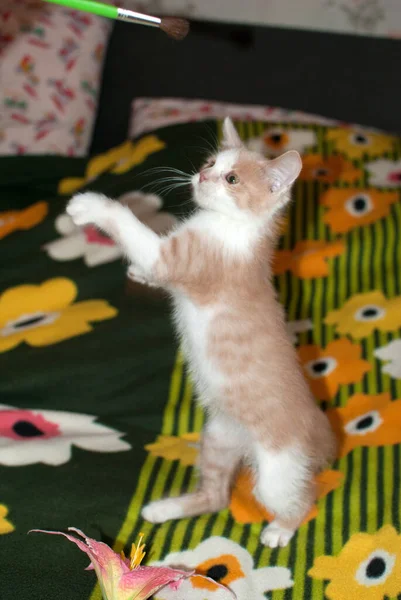 Mooie Roodharige Kleine Kitten Kat Met Gele Ogen Zit Bank — Stockfoto