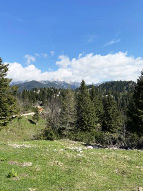 Slovenya 'nın Kamnik Alpleri' ndeki Velika Planina veya Büyük Çayırlık Platosu. Yeşil tepedeki dağ kulübesi ya da ev. Alp çayır manzarası. Çevre tarımı. Kablolu araba