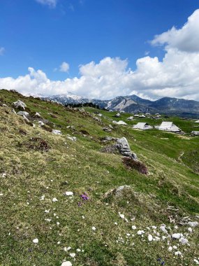 Slovenya 'nın Kamnik Alpleri' ndeki Velika Planina veya Büyük Çayırlık Platosu. Yeşil tepedeki dağ kulübesi ya da ev. Alp çayır manzarası. Çevre tarımı. Kablolu araba