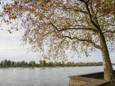 Almanya 'nın Ren Nehri kıyısında Düsseldorf şehri.