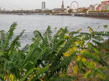 Almanya 'nın Ren Nehri kıyısında Düsseldorf şehri.