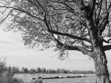 Almanya 'nın Ren Nehri kıyısında Düsseldorf şehri.