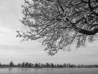 Almanya 'nın Ren Nehri kıyısında Düsseldorf şehri.