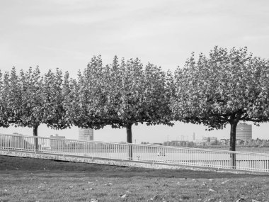 Almanya 'nın Ren Nehri kıyısında Düsseldorf şehri.