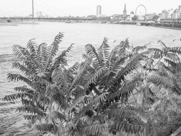 Almanya 'nın Ren Nehri kıyısında Düsseldorf şehri.
