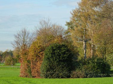 Alman muensterland 'inde bir tarlada ayçiçekleri