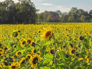 Alman muensterland 'inde bir tarlada ayçiçekleri