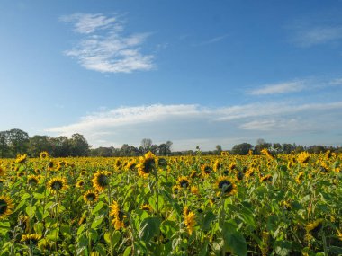 Alman muensterland 'inde bir tarlada ayçiçekleri